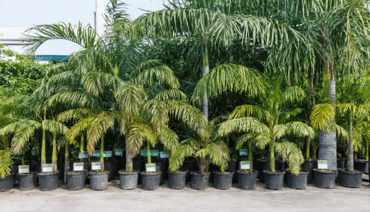 découvrez les avantages et les inconvénients de planter un palmier près de votre maison. conseils pratiques, risques potentiels et recommandations pour un aménagement paysager harmonieux et sécurisé.